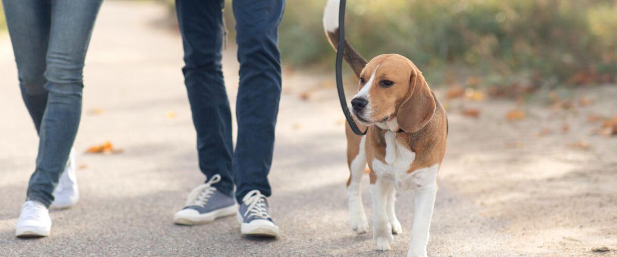 Couple walk dog together discussing plans for the weekend, learning the skills that build a shared vision in marriage.